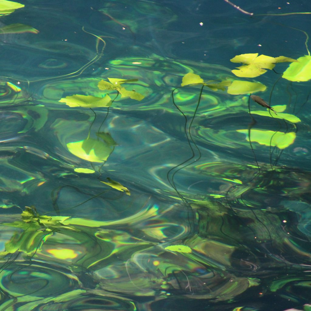 Lirios de agua en los cenotes de Yucatán
